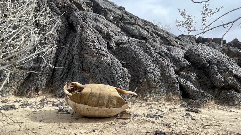 A tortoise carcasse near lava rock