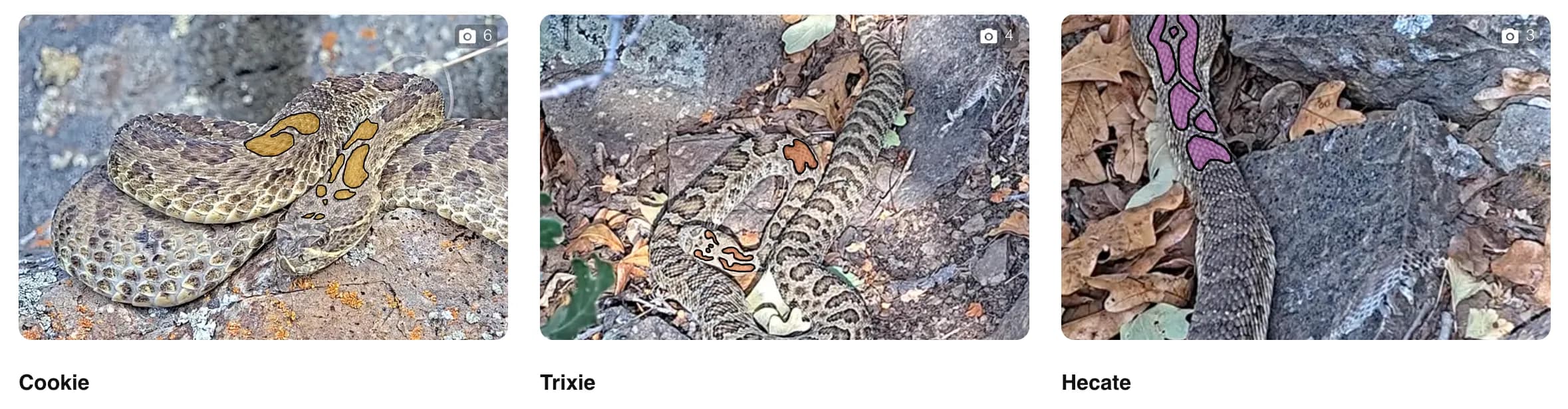 Named Project RattleCam Snakes