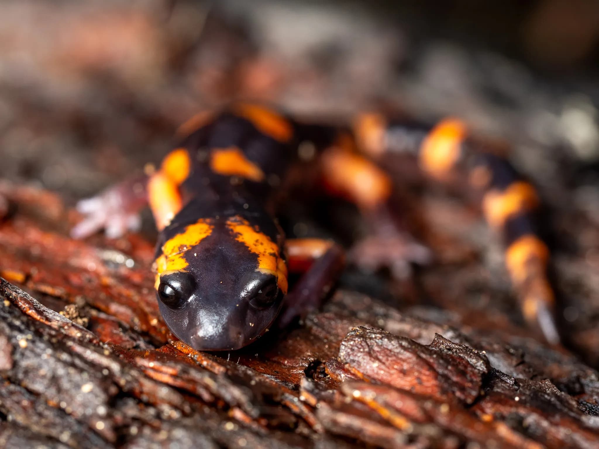 A large-blotched ensatina rests on piece of wood