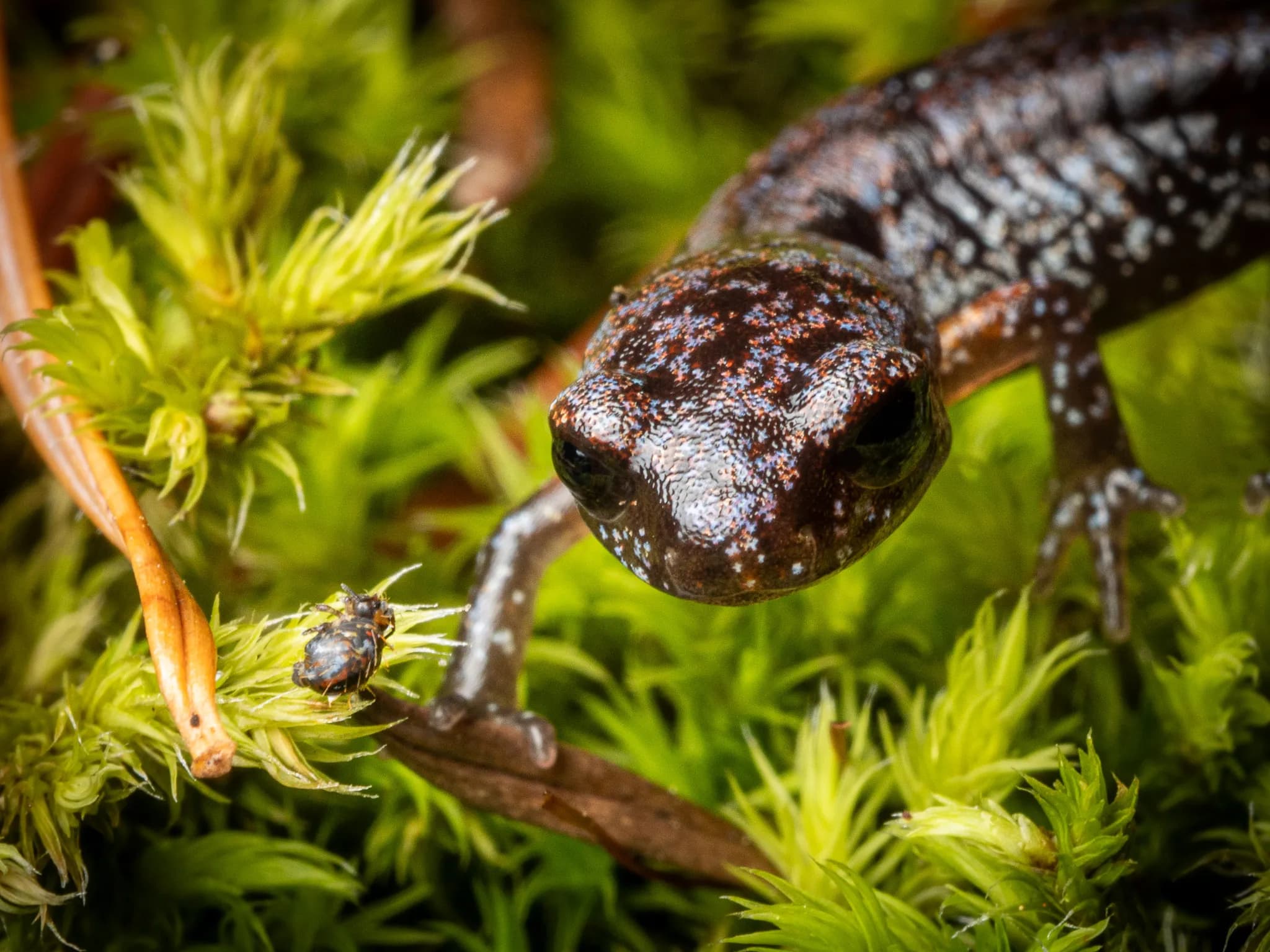 Ensatina eyes a springtail.
