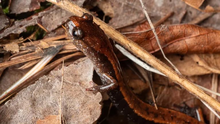 A western red-backed salamander pokes its head out of the leaf litter