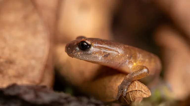 A small oregon ensatina peeks out from behind a leaf.