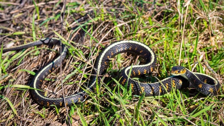 snake