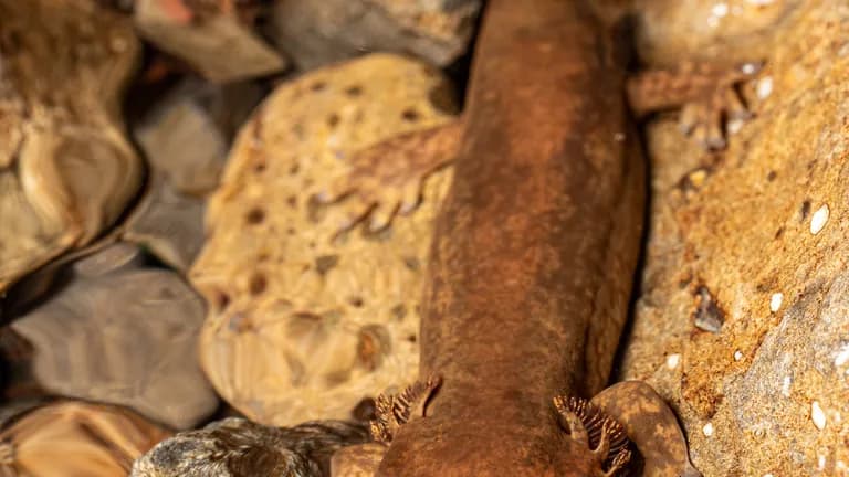 salamander