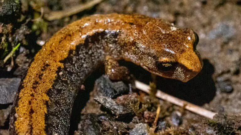 Larch mountain salamander