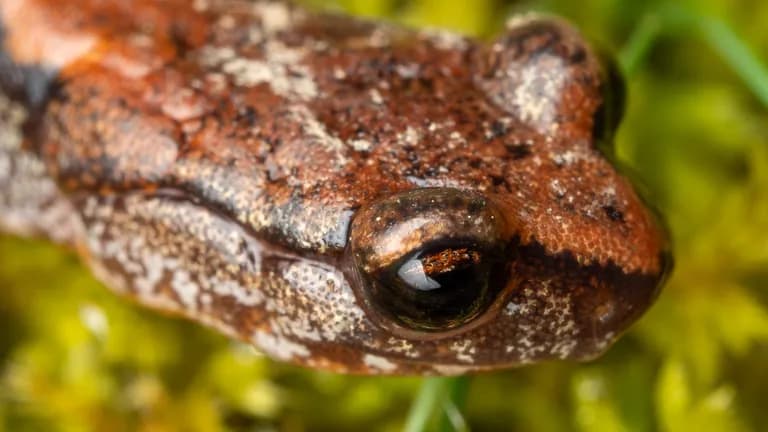 Larch mountain salamander