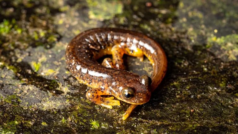 A cascade torrent salamander on a rock