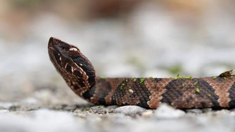 Juvenile Cottonmouth on Snake Road