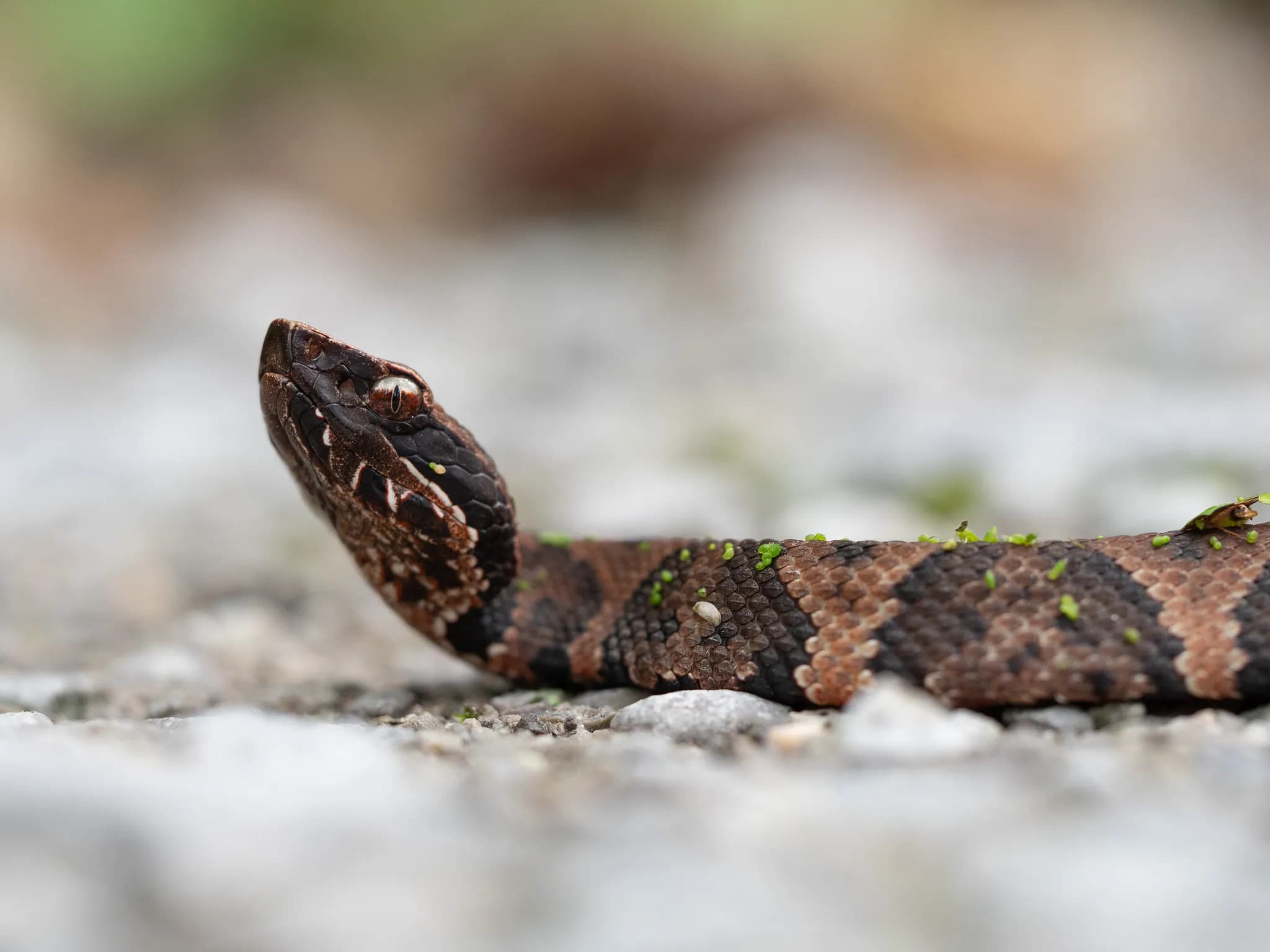 Juvenile Cottonmouth on Snake Road