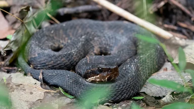 A cottonmouth basks at the side of the trail.