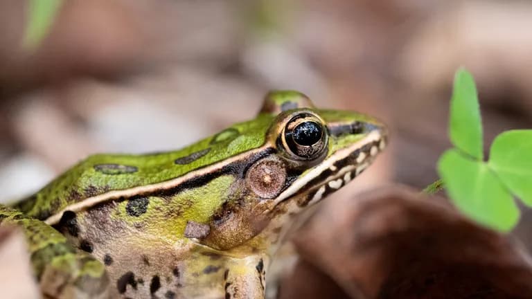 A green leopard frog sits in the fallen leaves at snake road.