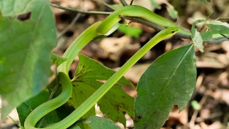 A long thin rough greensnake climbs in green foliage.