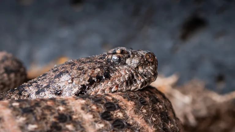 Closeup of Southwestern Speckled Rattlesnake
