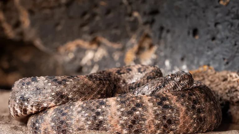 Crotalus pyrrhus - Southwestern Speckled Rattlesnake; Mohave Desert