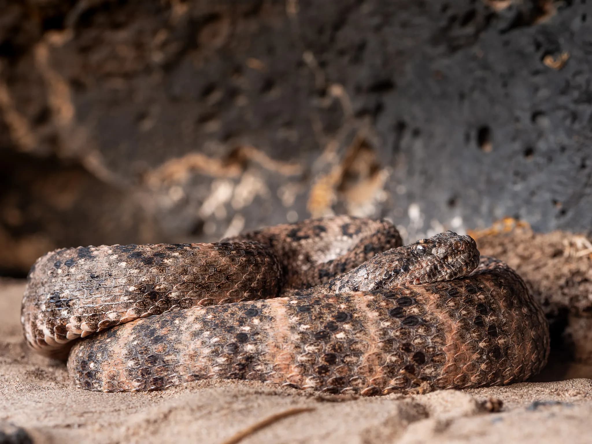 Crotalus pyrrhus - Southwestern Speckled Rattlesnake; Mohave Desert