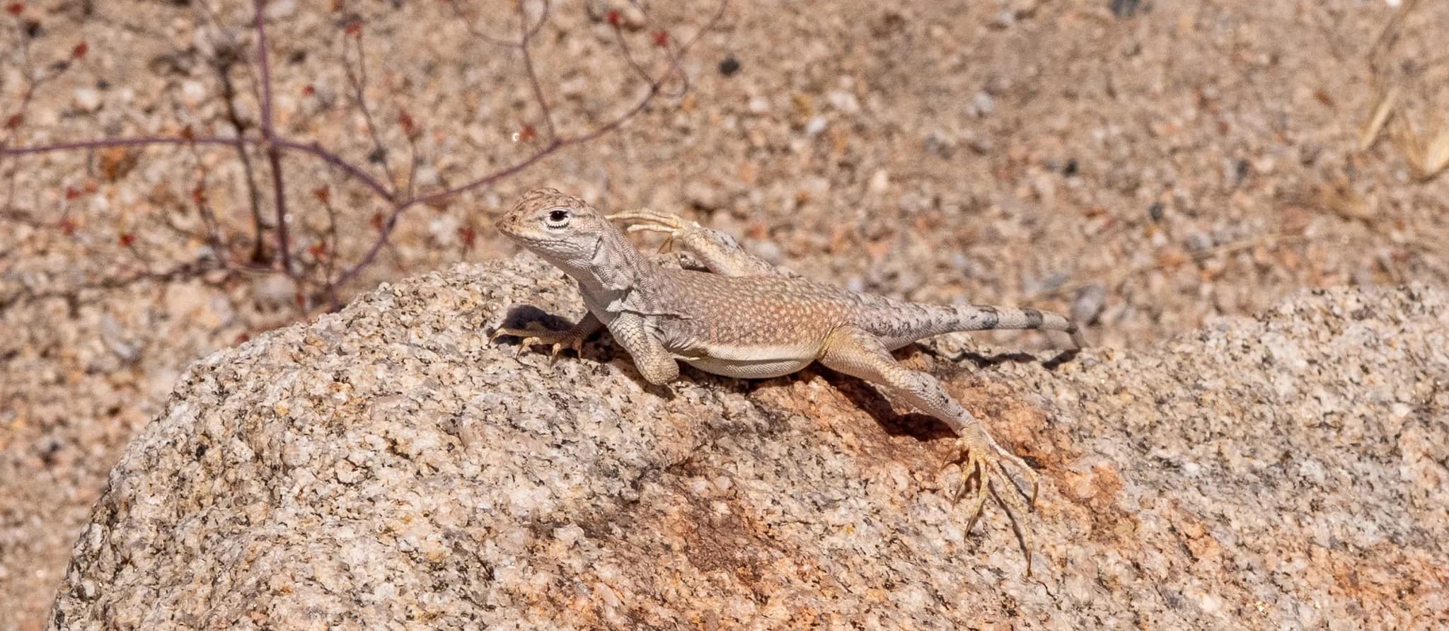 Zebra-tailed Lizard missing a leg