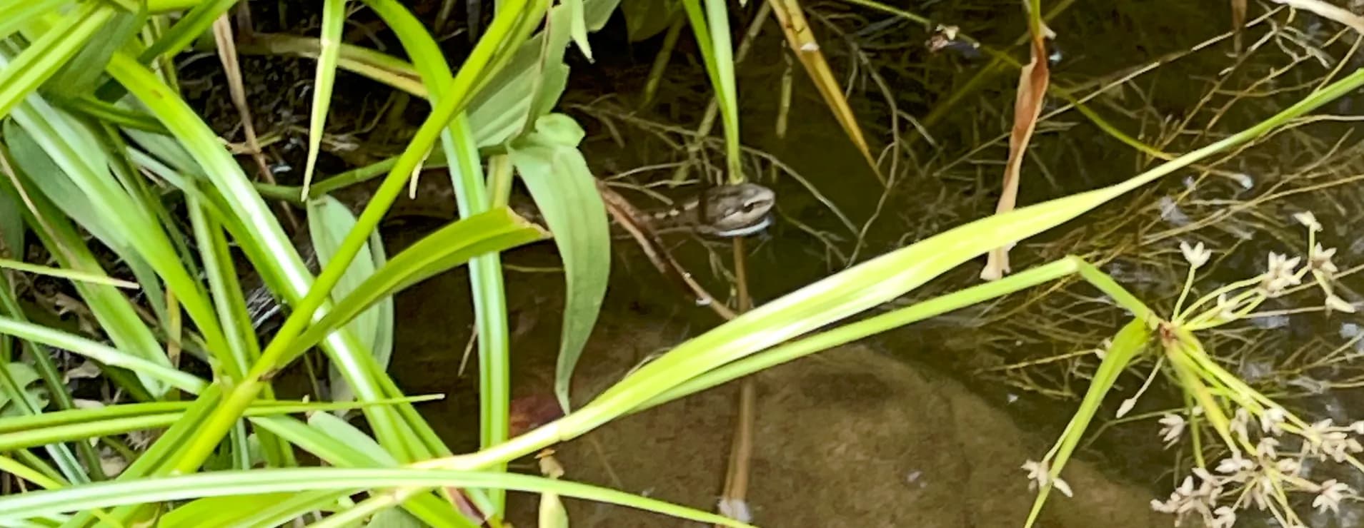 Thamnophis elegans vagrans - Zion NP