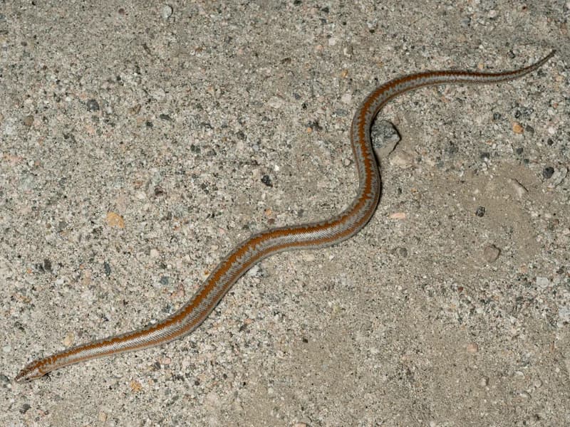 P1102837