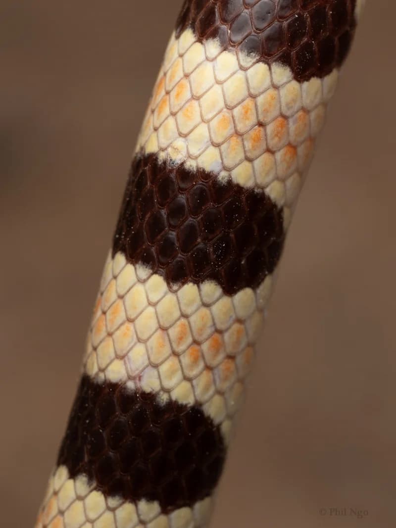 P1104478