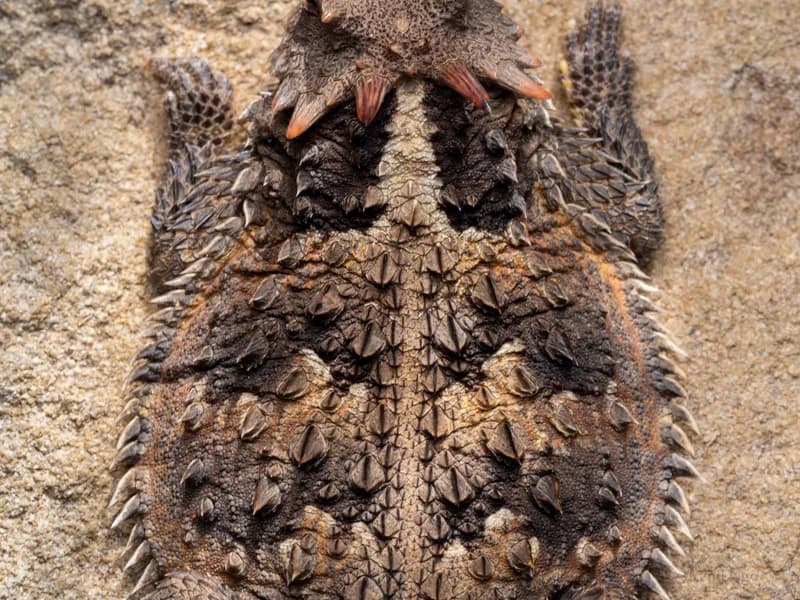 P1107426
