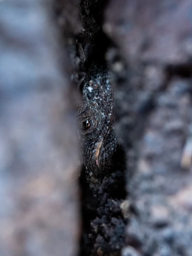 P1119215